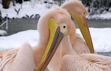 pelicansflamingoeslondonzooepa